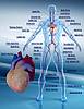 Human Anatomy Cardiovascular System