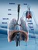 Human Anatomy Respiratory System