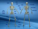 Human Anatomy Skeletal System
